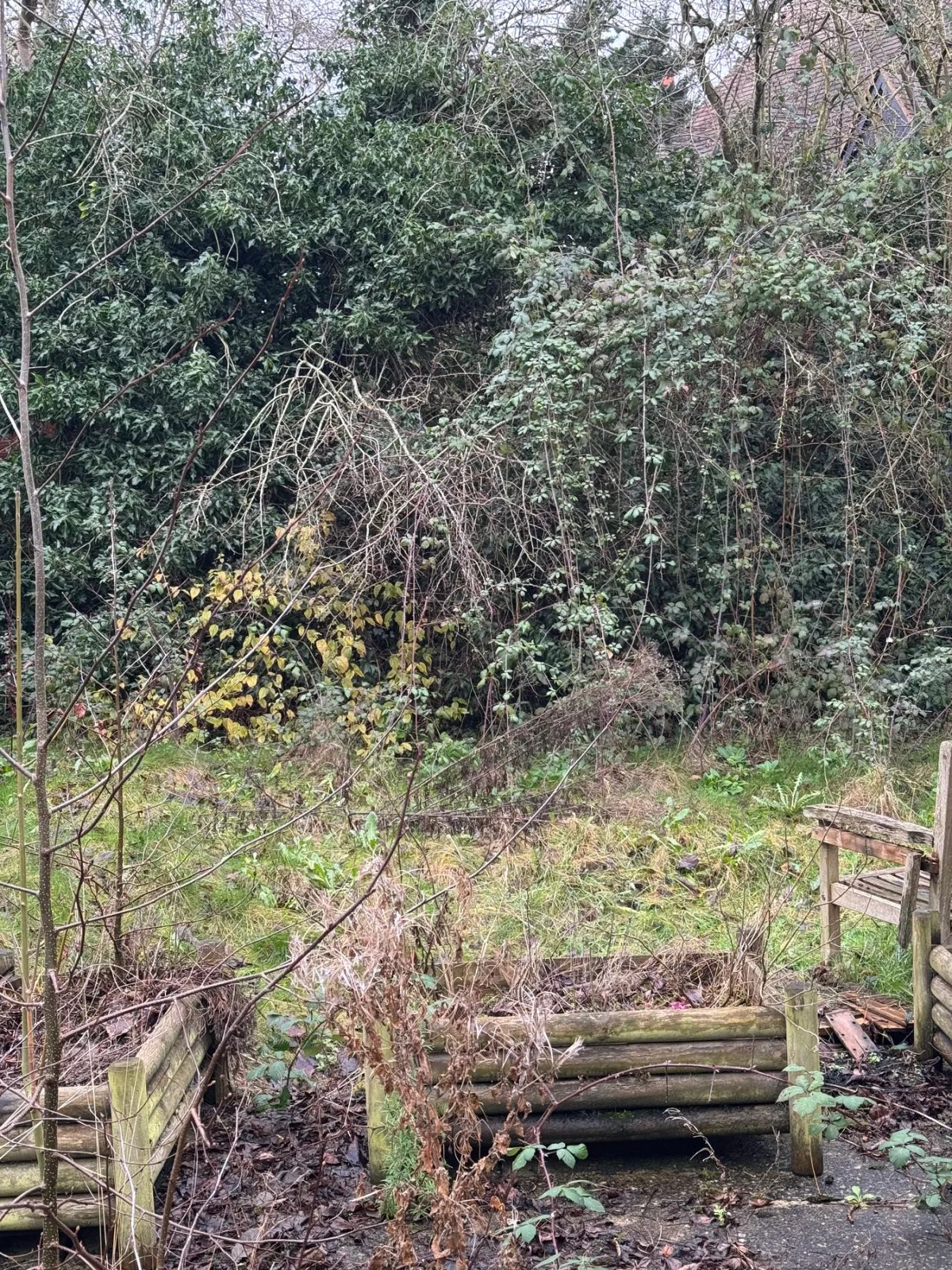 Shrubs and brambles grown wild at the end of the garden