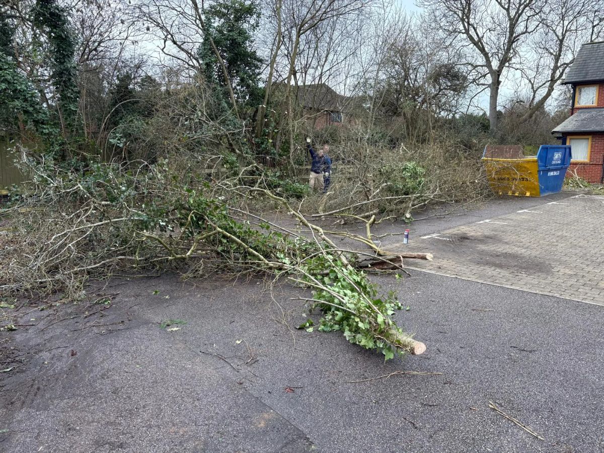 Overgrown trees cut back and cleared from the grounds